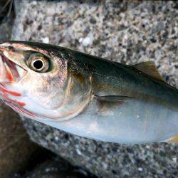 西宮突堤　早朝ツバス